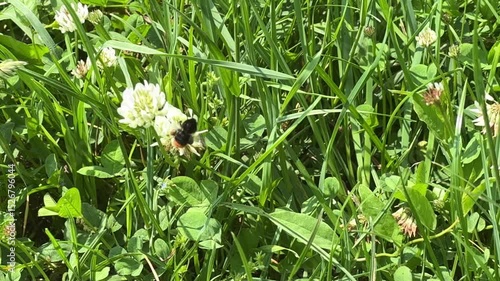dandelion in the grass