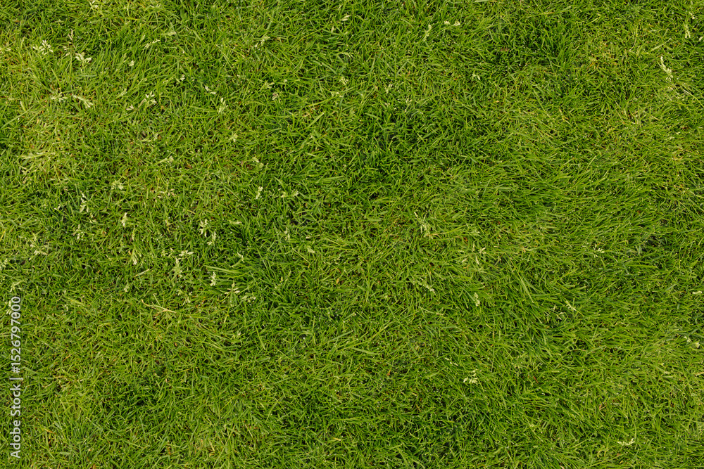 Fototapeta premium High-resolution image of lush green grass, perfect for backgrounds and textures.
