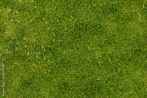 High-resolution image of lush green grass, perfect for backgrounds and textures.