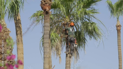 This video shows a tree trimmer removing old bark from palm tree. 