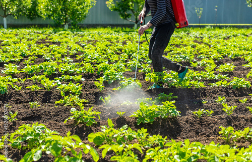 Spraying potatoes against Colorado potato beetles. Selective focus.