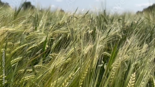 field of wheat