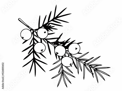 Juniper Berries and Branch Botanical Line Art Illustration