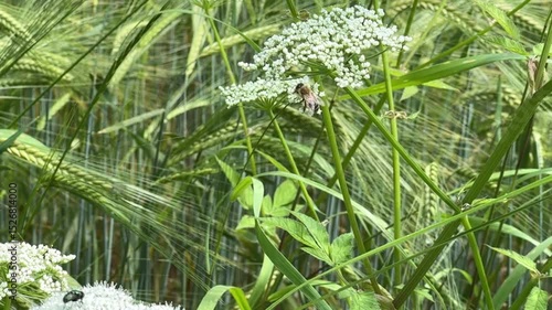 green grass and flowers