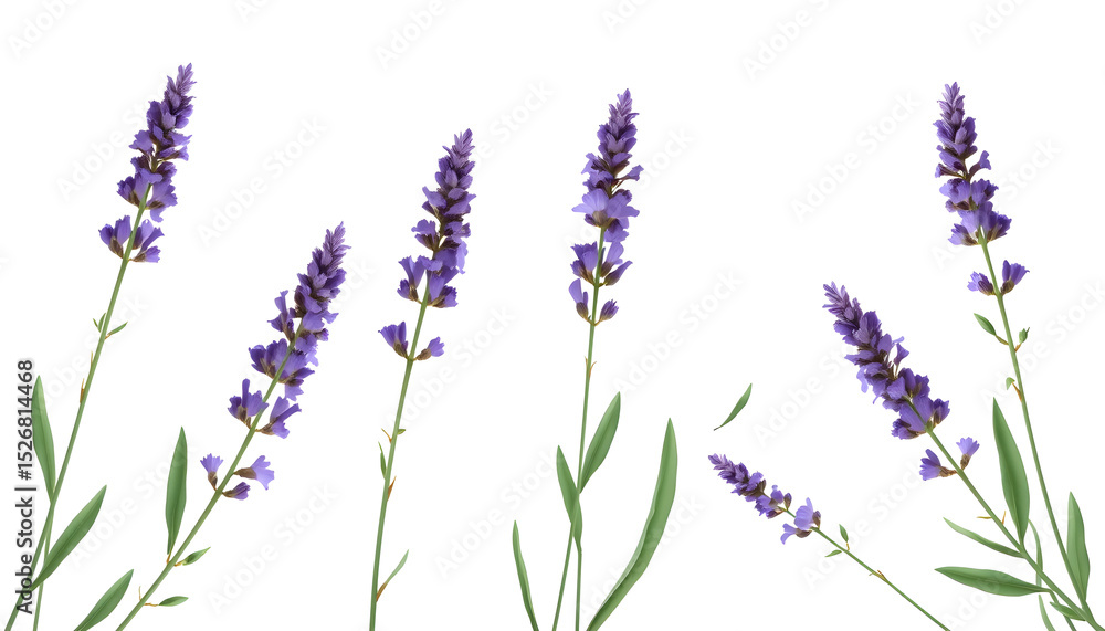 Obraz premium Botanical arrangement of lavender flowers floral photography studio setting close-up view nature beauty