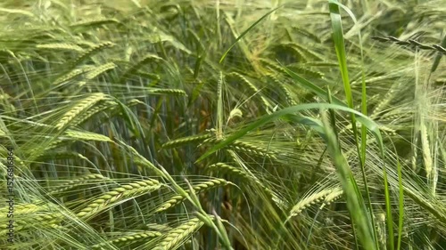 green wheat field
