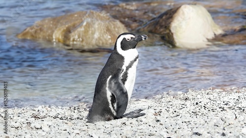 African penguin on a rocky beach by the ocean.