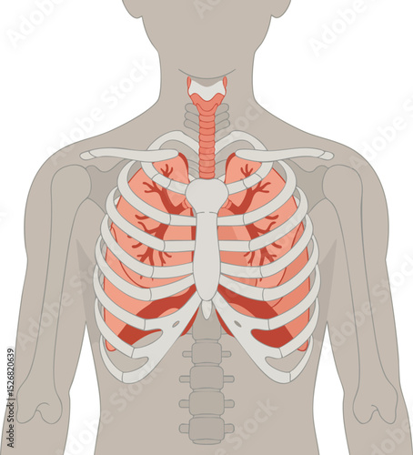 Human respiratory system anatomy showing lungs, ribs, trachea, and bronchial tree in medical vector illustration