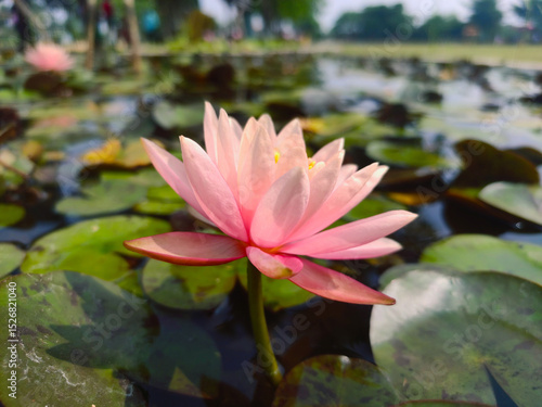 Purple water lily or lotus, blooming water lily flower growing among lush green leaves on calm pond