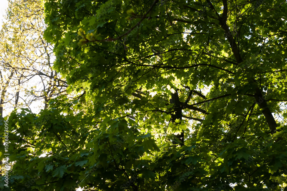 Fototapeta premium Bright summer day. Dense maple leaves on branches fill the frame, glowing in sunlight. Sky barely visible behind vibrant green foliage, photographed from below looking up.