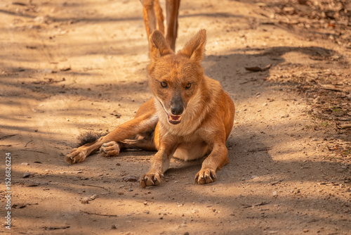 A Wild Dog (or Dhole) Looking at the Camera Resting in the Forest in Pench National Park, India