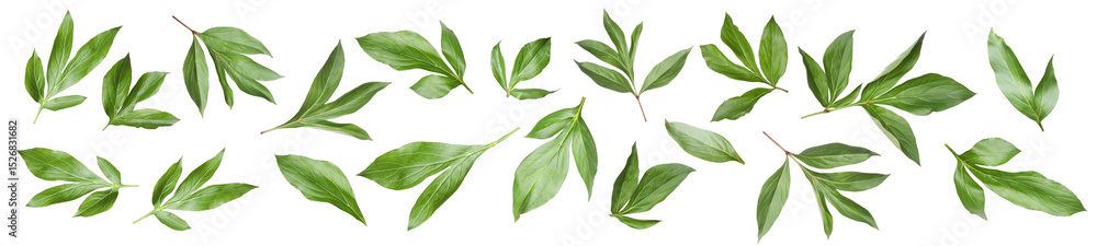 Fototapeta premium Green peony leaves isolated on white, set