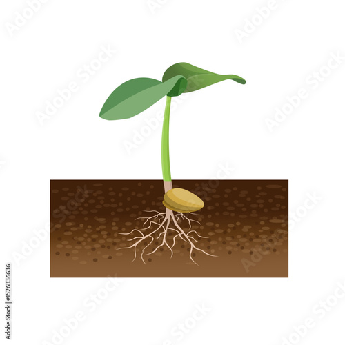 Germinated sprout from a seed in soil with underground roots system. Vector illustration isolated on white background