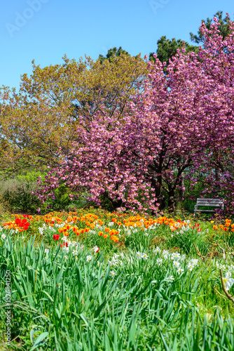 Wallpaper Mural Spring bloom of tulips and Japanese sakura in the garden, Odessa Torontodigital.ca