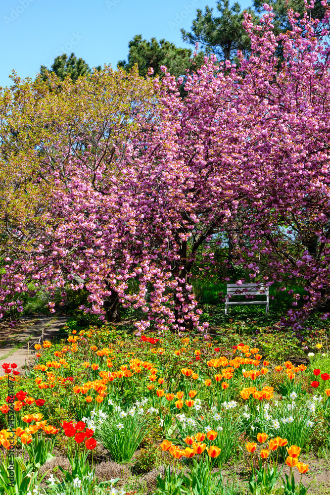 Fototapeta premium Spring bloom of tulips and Japanese sakura in the garden, Odessa
