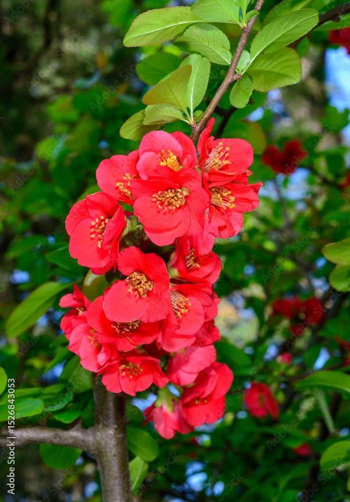 Chaenomeles, red flowers of Japanese quince bloom in spring in a garden, Ukraine Chaenomeles, red flowers of Japanese quince bloom in spring in a garden, Ukraine