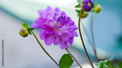 Close-up video shot of vibrant dahlias in a garden
