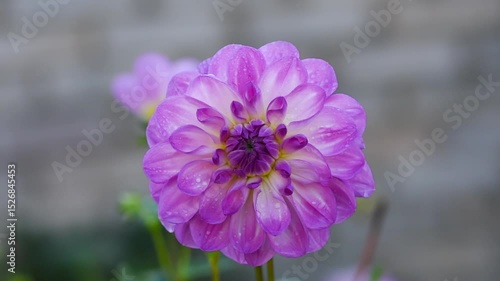 Close-up video shot of vibrant dahlias in a garden