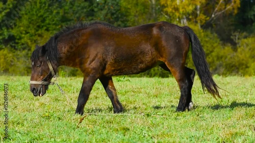 Brown horse walking in a green field pasture meadow in the rural countryside, side view