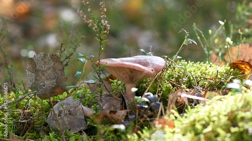 large edible mushrooms in forest