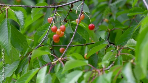 Cherries swaying gently in the breeze on a sunny day in a peaceful orchard