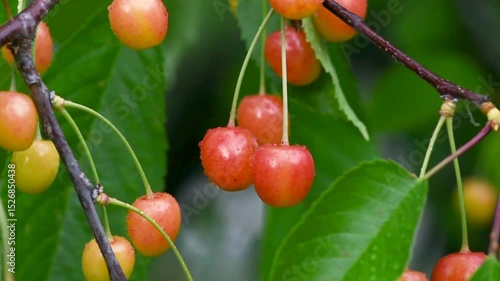 Cherries swaying gently in the breeze on a sunny day in a peaceful orchard