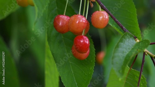 Cherries swaying gently in the breeze on a sunny day in a peaceful orchard