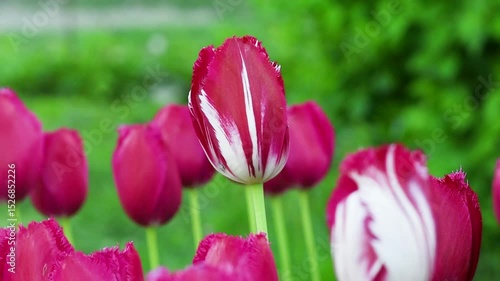 Spring Blooming tulip sway with the wind