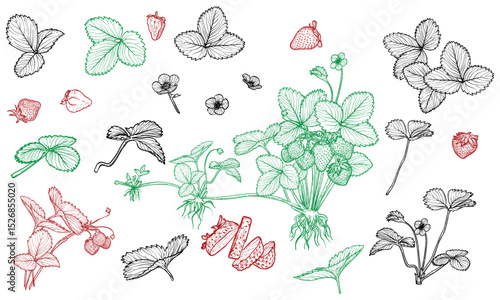 Set of line art strawberry plant with flowers, leaves, fruits isolated on white background. Hand drawn botanical illustration of summer fruit. For print and online projects