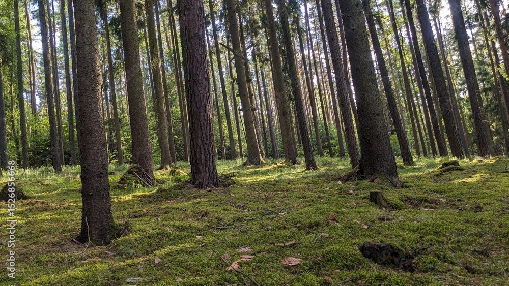 Fototapeta premium Foret à Valcha Tchéquie