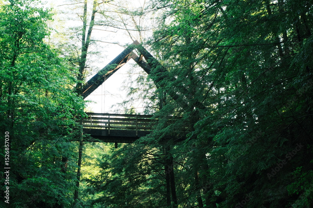 Fototapeta premium bridge in the forest