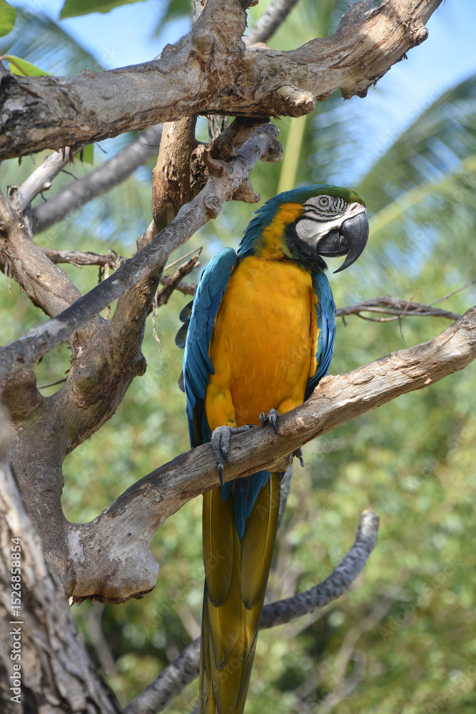 Naklejka premium Beautiful Look at a Blue and Gold Macaw