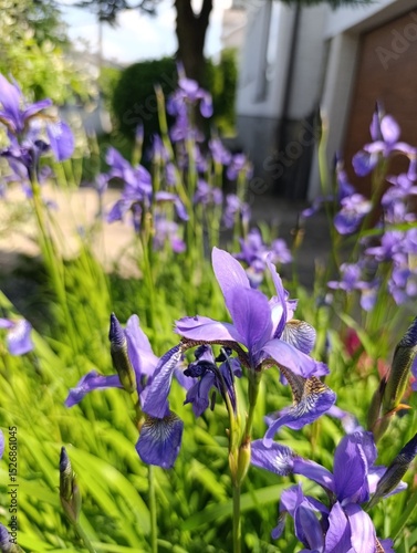 Beautiful iris flowers grow in a beautiful garden