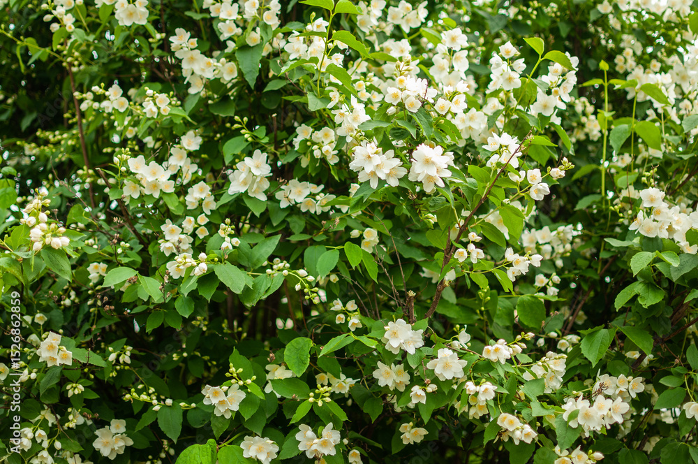 Fototapeta premium Blooming jasmine bush. Jasmine flowers. Jasmine in bloom.