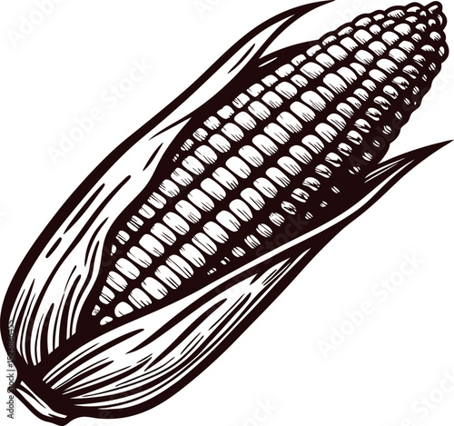 Hand drawn detailed ear of corn illustration with husk vintage engraved botanical sketch
