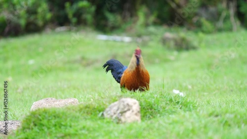Wallpaper Mural Endemic Sri Lankan jungle fowl walking in Horton plains national park national bird in slow motion cinematic wildlife footage Torontodigital.ca
