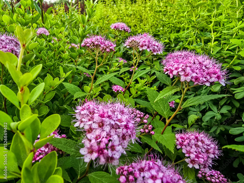 Fototapeta premium Summer Flower Beds in Full Bloom