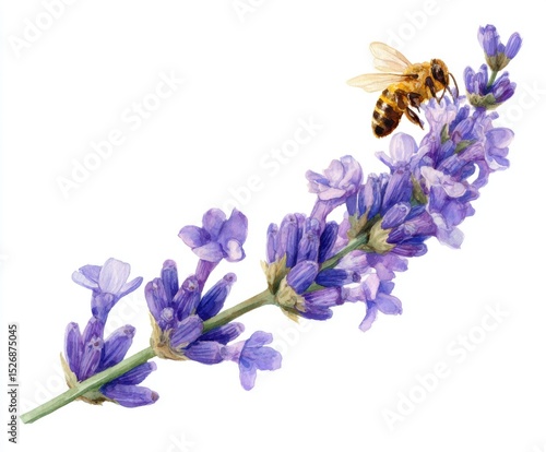 Watercolor Painting of Lavender Flower with Honey Bee - Botanical Illustration for Spring, Summer, and Nature-Themed Designs