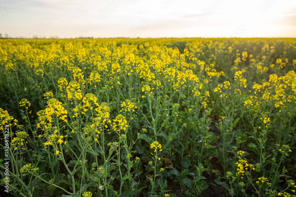 Obraz premium yellow flowers in spring