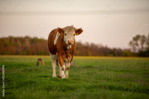 cow in the field