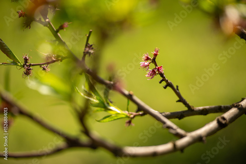 buds of a cherry tree