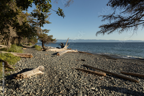 Driftwood on the beach