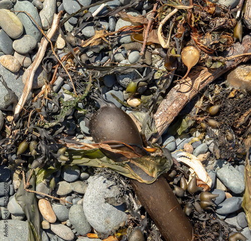 driftwood and seaweed on the beach