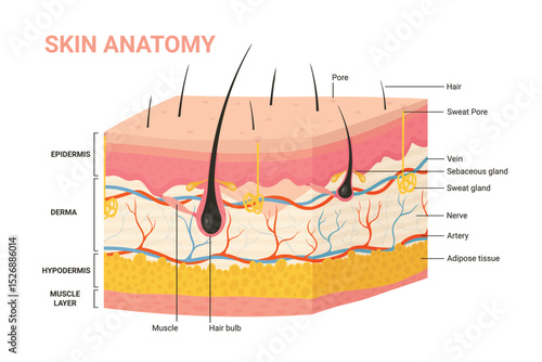 Skin layers, structure anatomy diagram vector illustration. Cartoon human skin infographic anatomical education background, epidermis with hair follicle, layered hypodermis and dermis, sweat pore
