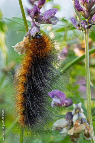 Eine Raupe des  Braunen Bären  (Arctia caja) frißt an einer  Zaun-Wicke (Vicia sepium)