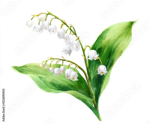 Lily of the Valley Watercolor Painting on White Background - Botanical Illustration of Convallaria Majalis for Spring Designs