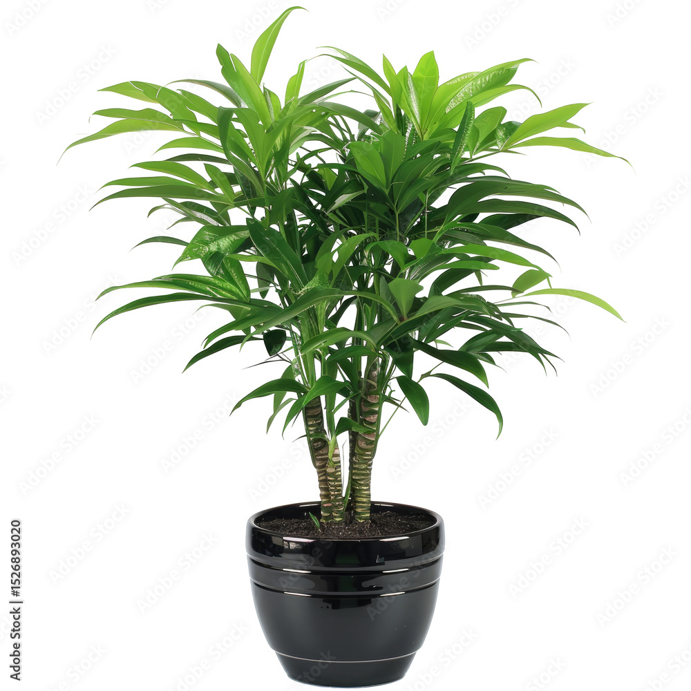 custom made wallpaper toronto digitalIndoor Plant In Pot For Decoration. Minimal Style, White Background.