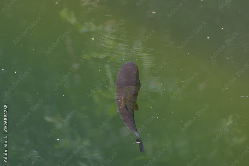 Fototapeta premium A vibrant Brown Trout (Salmo trutta) glides through the clear, green-tinted Aare River, showcasing its distinctive scales and subtle orange fin accents in a moment of serene aquatic life.