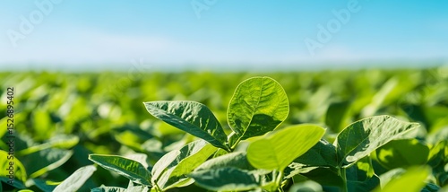 A dense soybean field under a bright and clear blue sky.