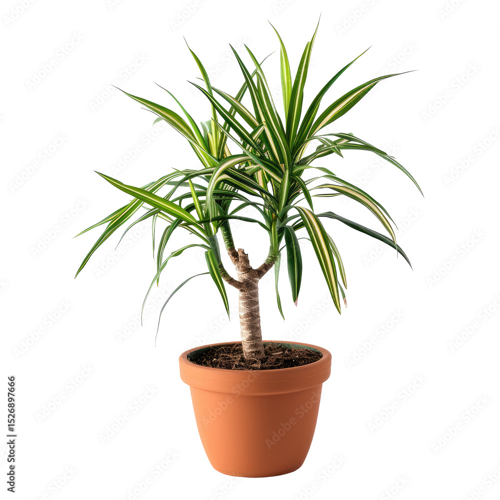 Fototapeta premium Dracaena Plant In Pot. Isolated. Perfect For Adding A Touch Of Green To Any Space. Minimalist Style.